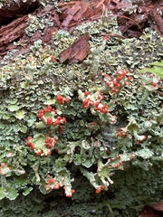 Cladonia coccifera
