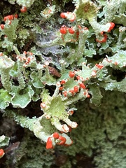 Cladonia coccifera