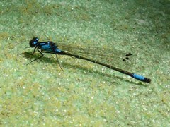 Zoniagrion exclamationis
