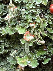 Cladonia coccifera
