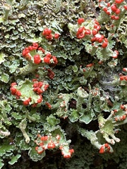 Cladonia coccifera