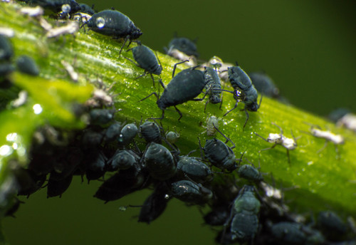 American ragwort aphid photo 2
