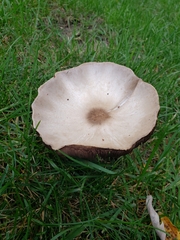 Agaricus arvensis