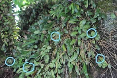 Philocryptica polypodii