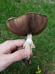 Agaricus arvensis