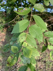 Ulmus