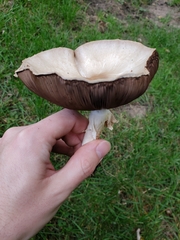 Agaricus arvensis