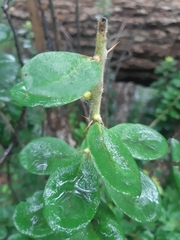 Archidasyphyllum excelsum