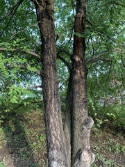 Ulmus