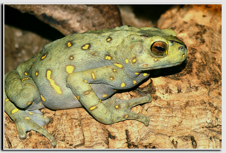 Brown Tree Toad