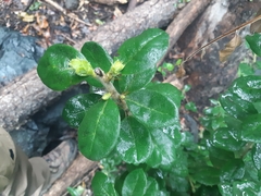 Archidasyphyllum excelsum