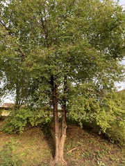 Ulmus