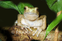 Brown Tree Toad photo 2