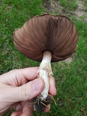 Agaricus arvensis