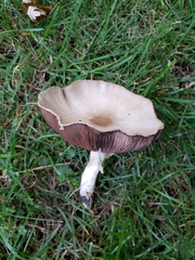 Agaricus arvensis
