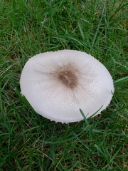 Agaricus arvensis