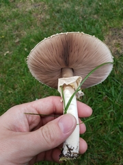 Agaricus arvensis