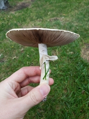 Agaricus arvensis