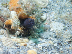 Emblemaria pandionis