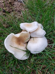 Hohenbuehelia petaloides