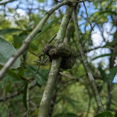 Callirhytis quercuscornigera