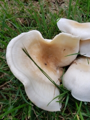 Hohenbuehelia petaloides