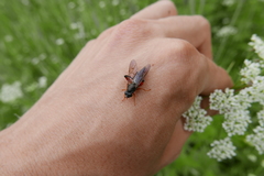 Chalcosyrphus valgus