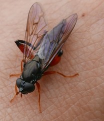 Chalcosyrphus valgus