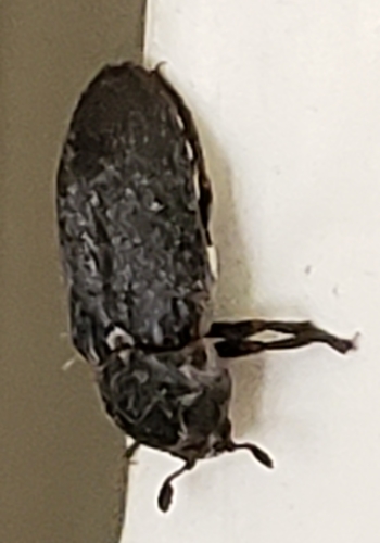 Fringed Larder Beetle photo 4