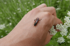 Chalcosyrphus valgus