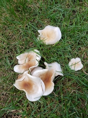 Hohenbuehelia petaloides