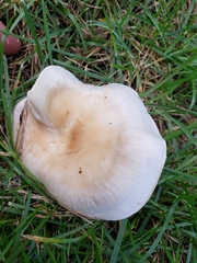 Hohenbuehelia petaloides
