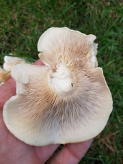 Hohenbuehelia petaloides