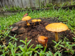 Gymnopilus palmicola