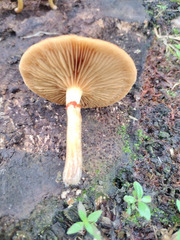 Gymnopilus palmicola
