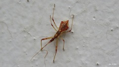 Epidaus tuberosus
