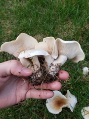 Hohenbuehelia petaloides