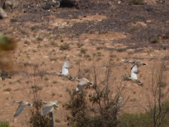 Marmaronetta angustirostris