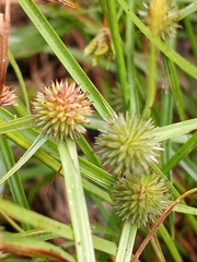 Cyperus brevifolioides