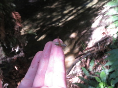 Conocephalus albescens