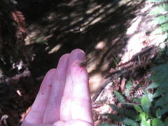 Conocephalus albescens