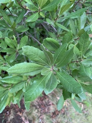 Morella pensylvanica