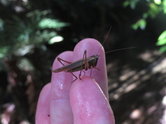 Conocephalus albescens