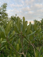 Morella pensylvanica