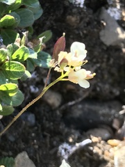 Draba palanderiana