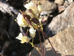 Draba palanderiana