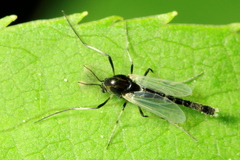 Isocladius