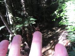 Conocephalus albescens