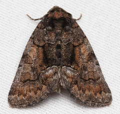 Chytonix sensilis