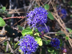 Ceanothus lemmonii
